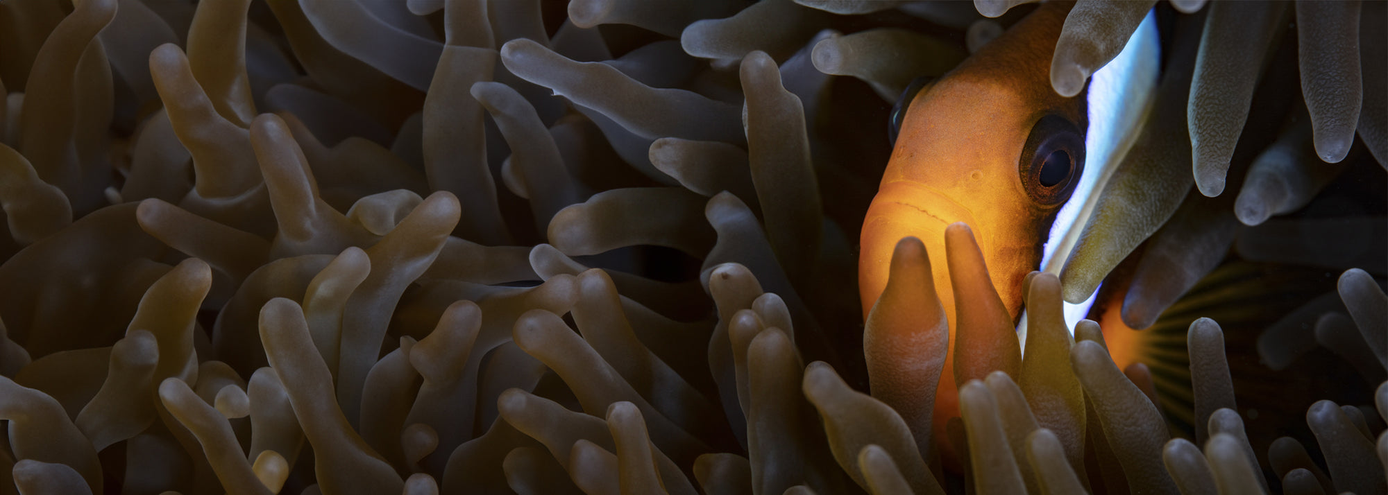 Digital Diver - Nemo