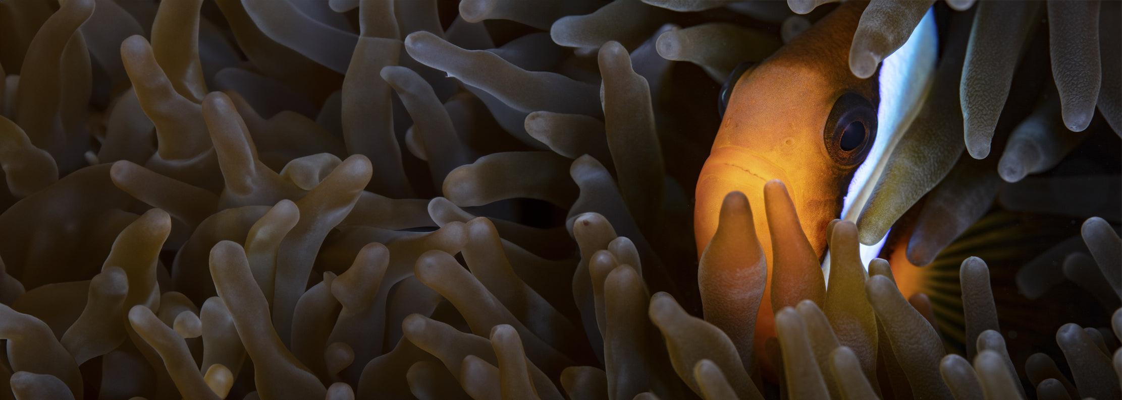 Digital Diver - Nemo