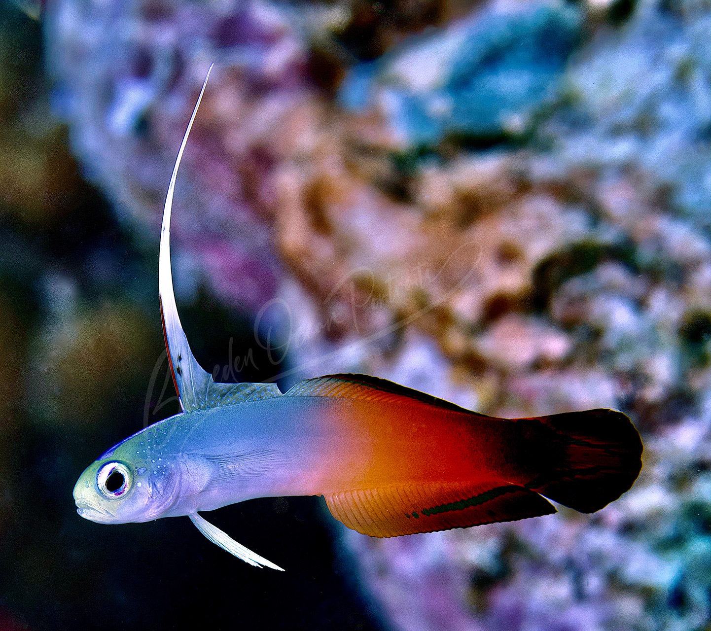 BE-Firefish Goby