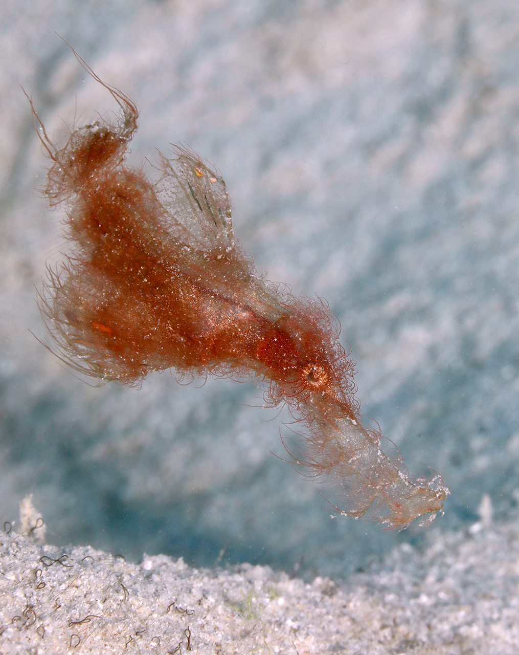 BE-Hairy Ghost Pipe Fish