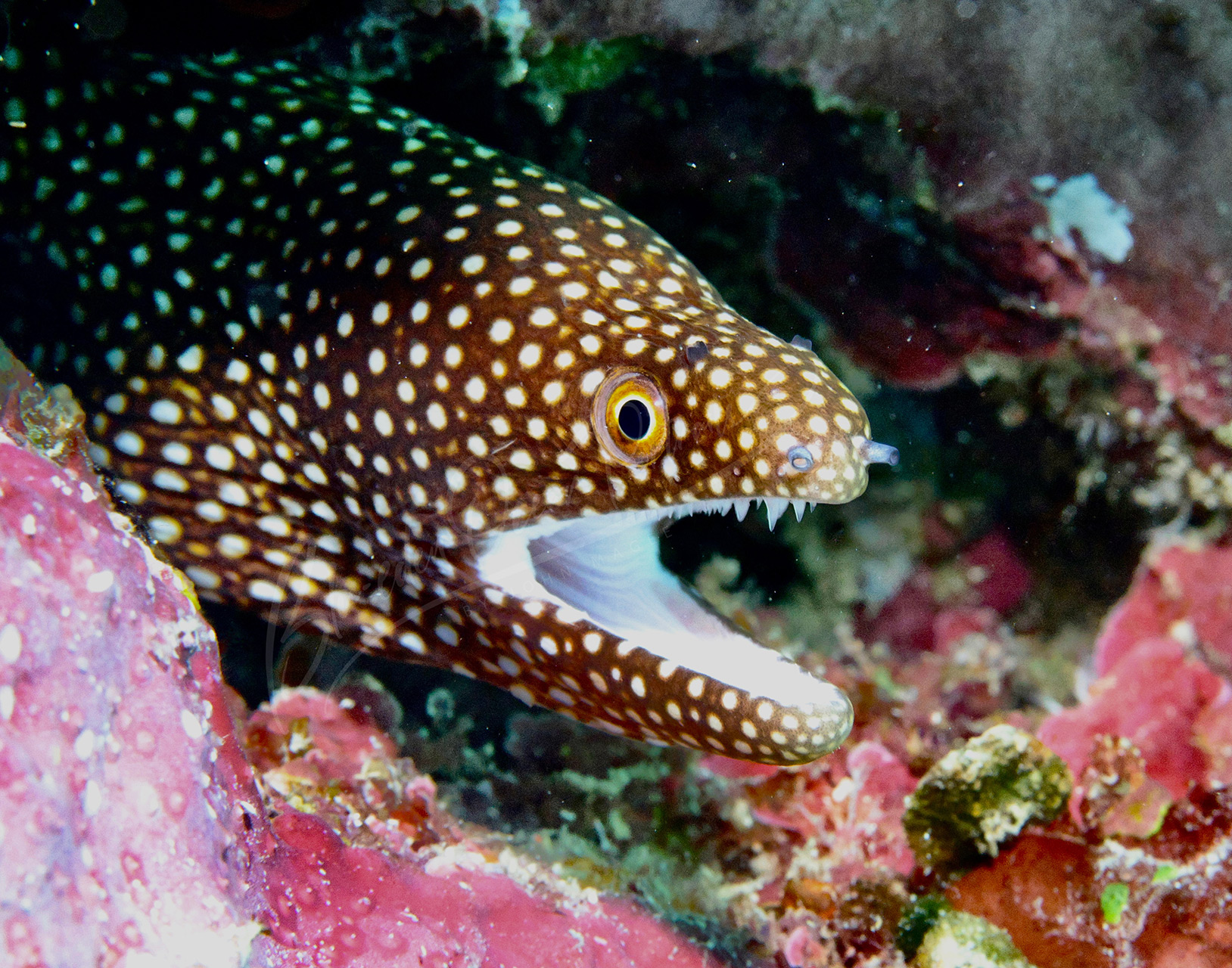 BE-Spotted Moray Eel